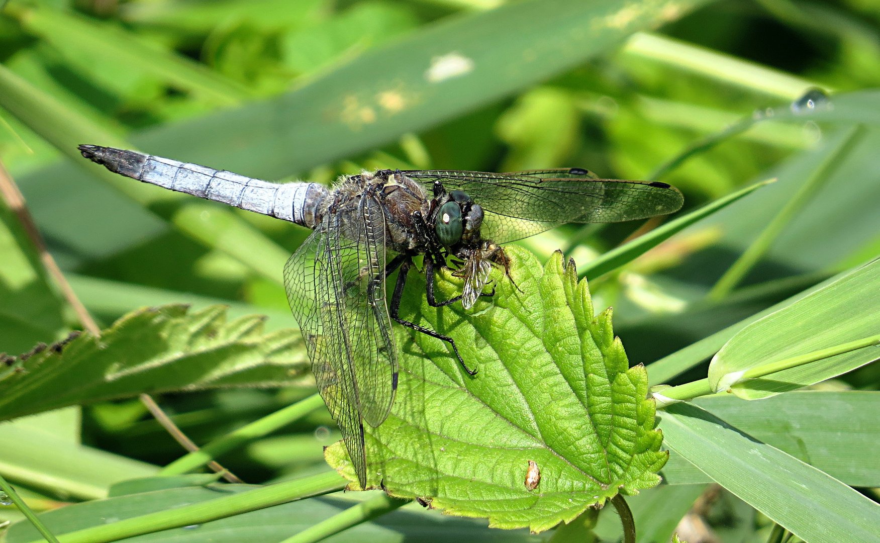 --- Großer Blaupfeil (Orthetrum cancellatum) ---