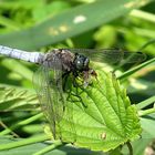 --- Großer Blaupfeil (Orthetrum cancellatum) ---