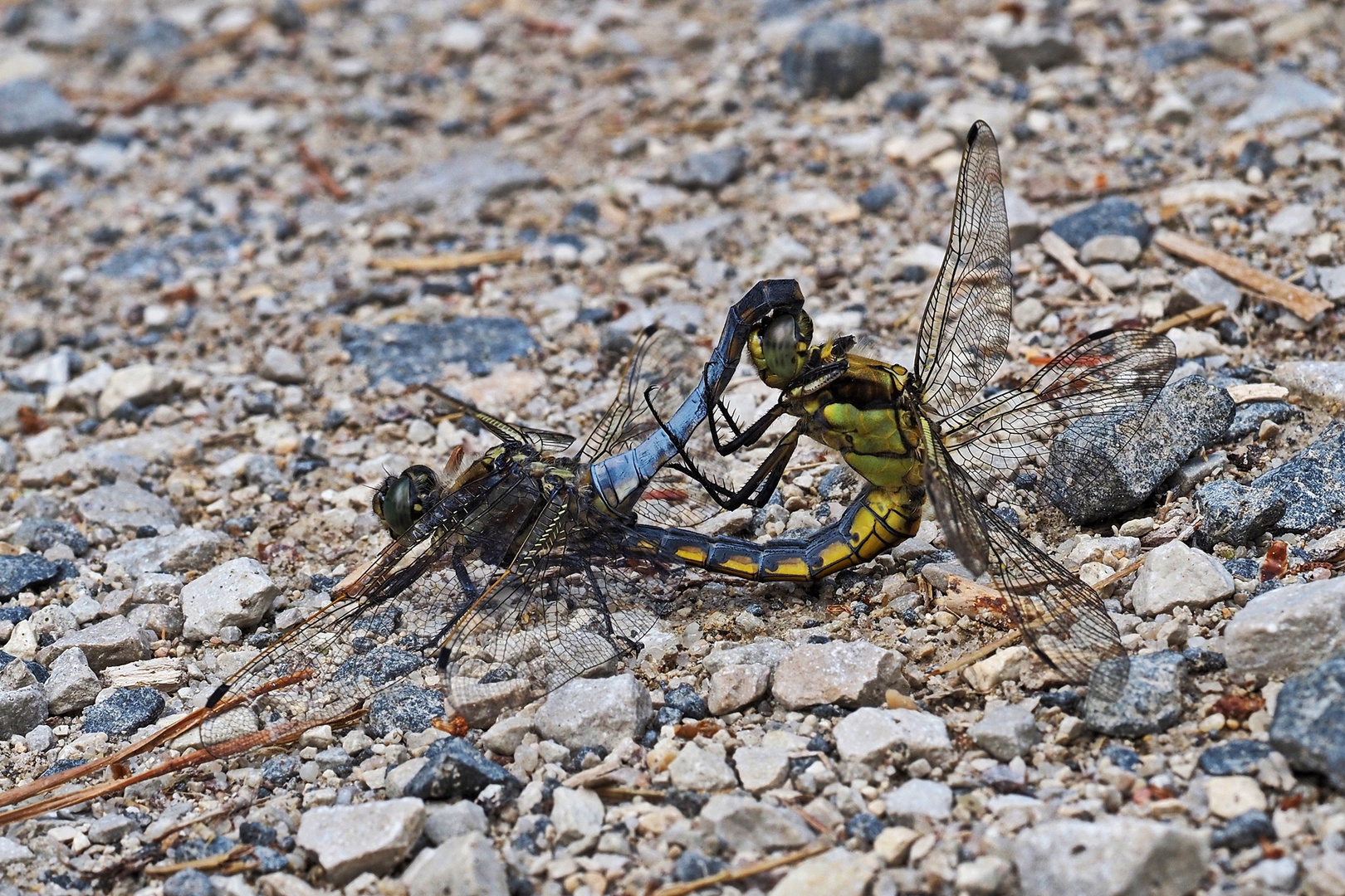 Großer Blaupfeil (Orthetrum cancellatum)