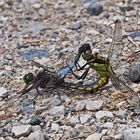 Großer Blaupfeil (Orthetrum cancellatum)