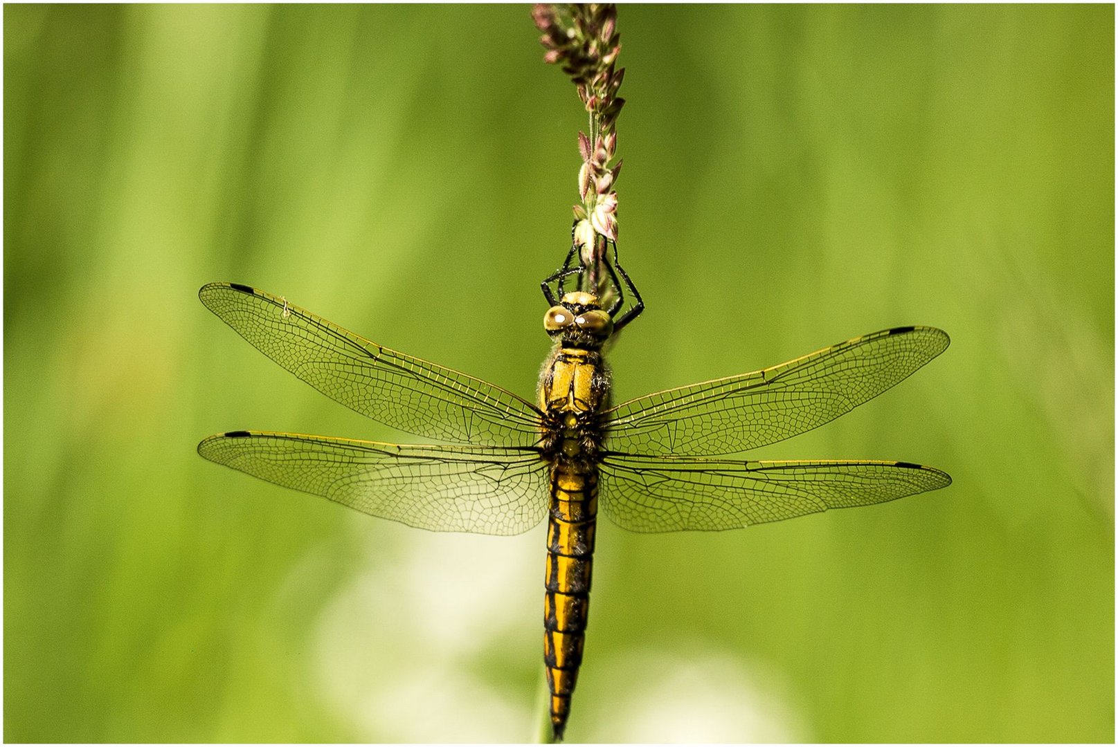 Großer Blaupfeil (Orthetrum Cancellatum)