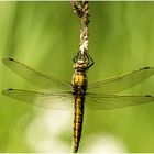 Großer Blaupfeil (Orthetrum Cancellatum)