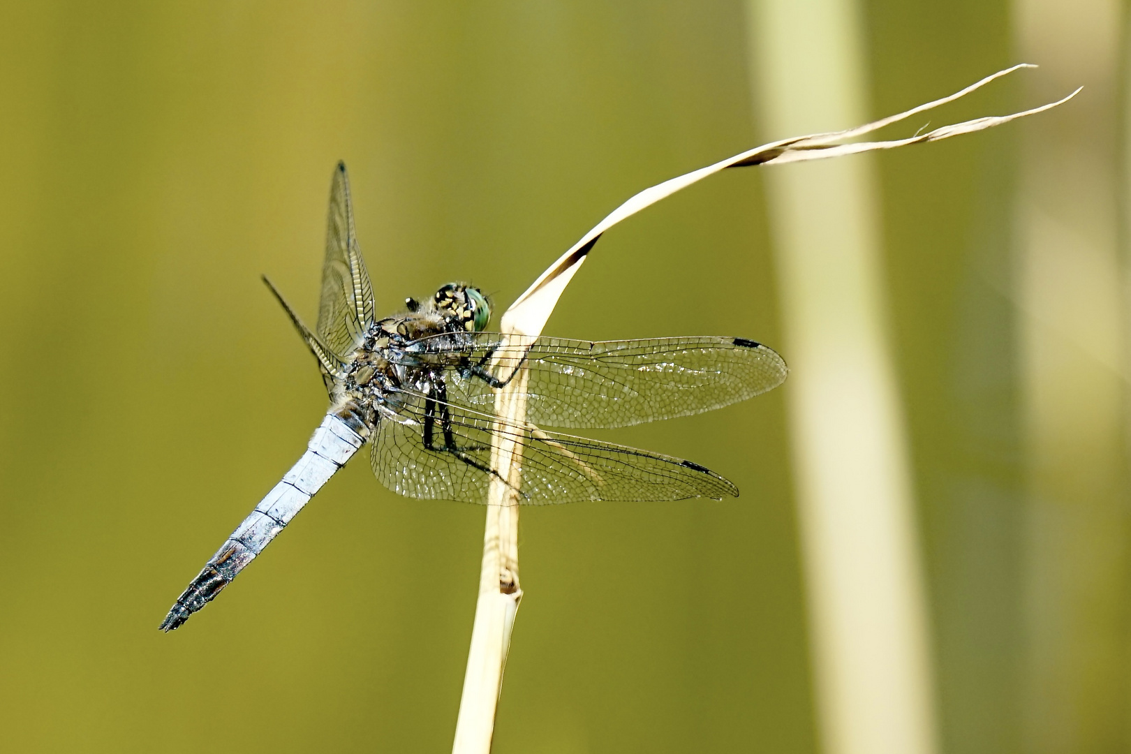 Großer Blaupfeil (Orthetrum cancellatum)