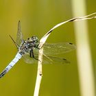 Großer Blaupfeil (Orthetrum cancellatum)