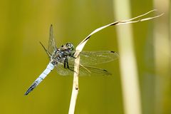 Großer Blaupfeil (Orthetrum cancellatum)