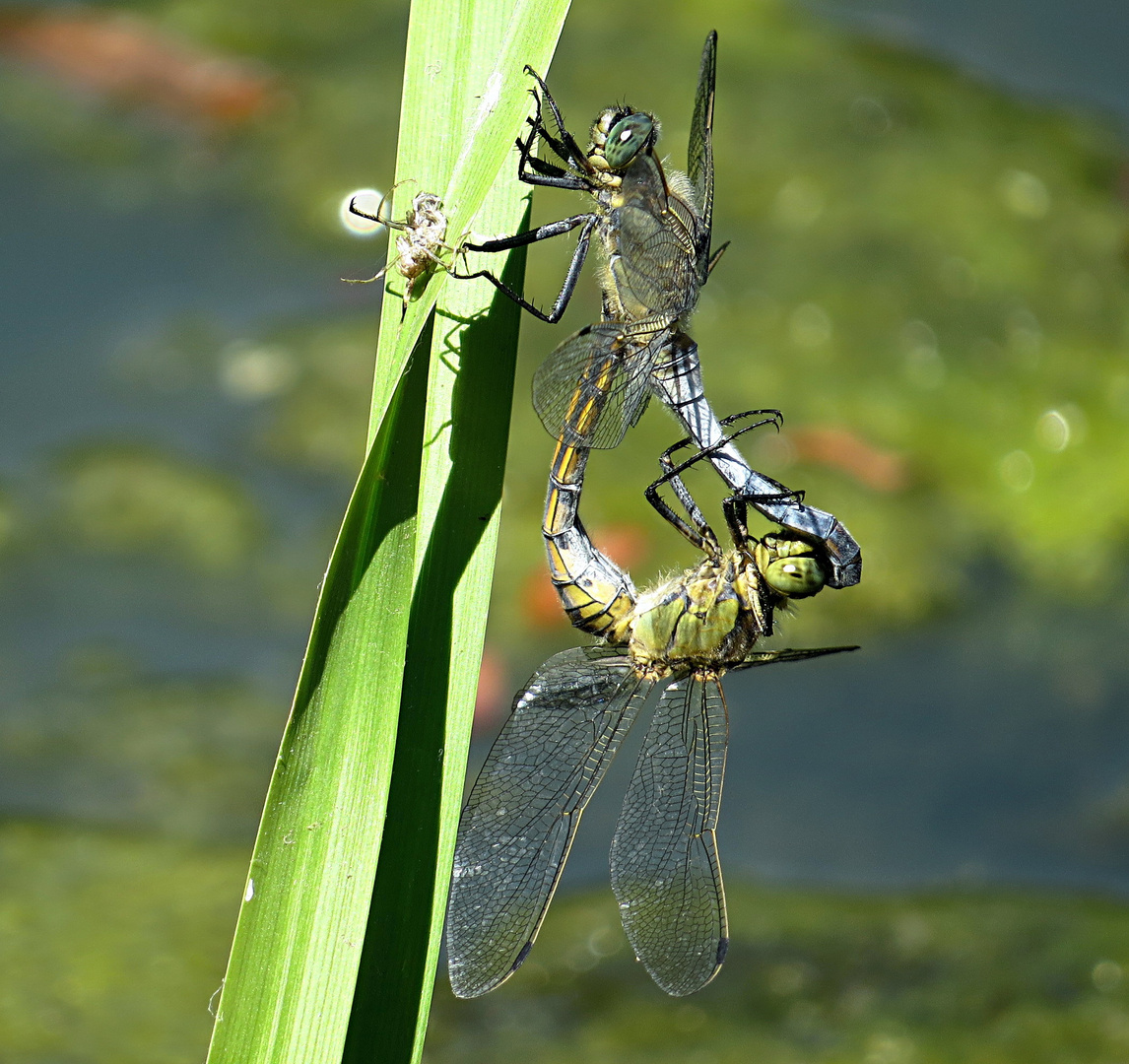 Großer Blaupfeil (Orthetrum cancellatum)