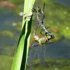 Großer Blaupfeil (Orthetrum cancellatum)