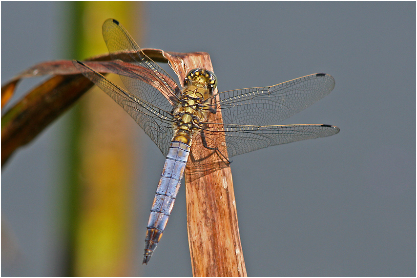 Großer Blaupfeil (Orthetrum cancellatum)