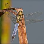 Großer Blaupfeil (Orthetrum cancellatum)