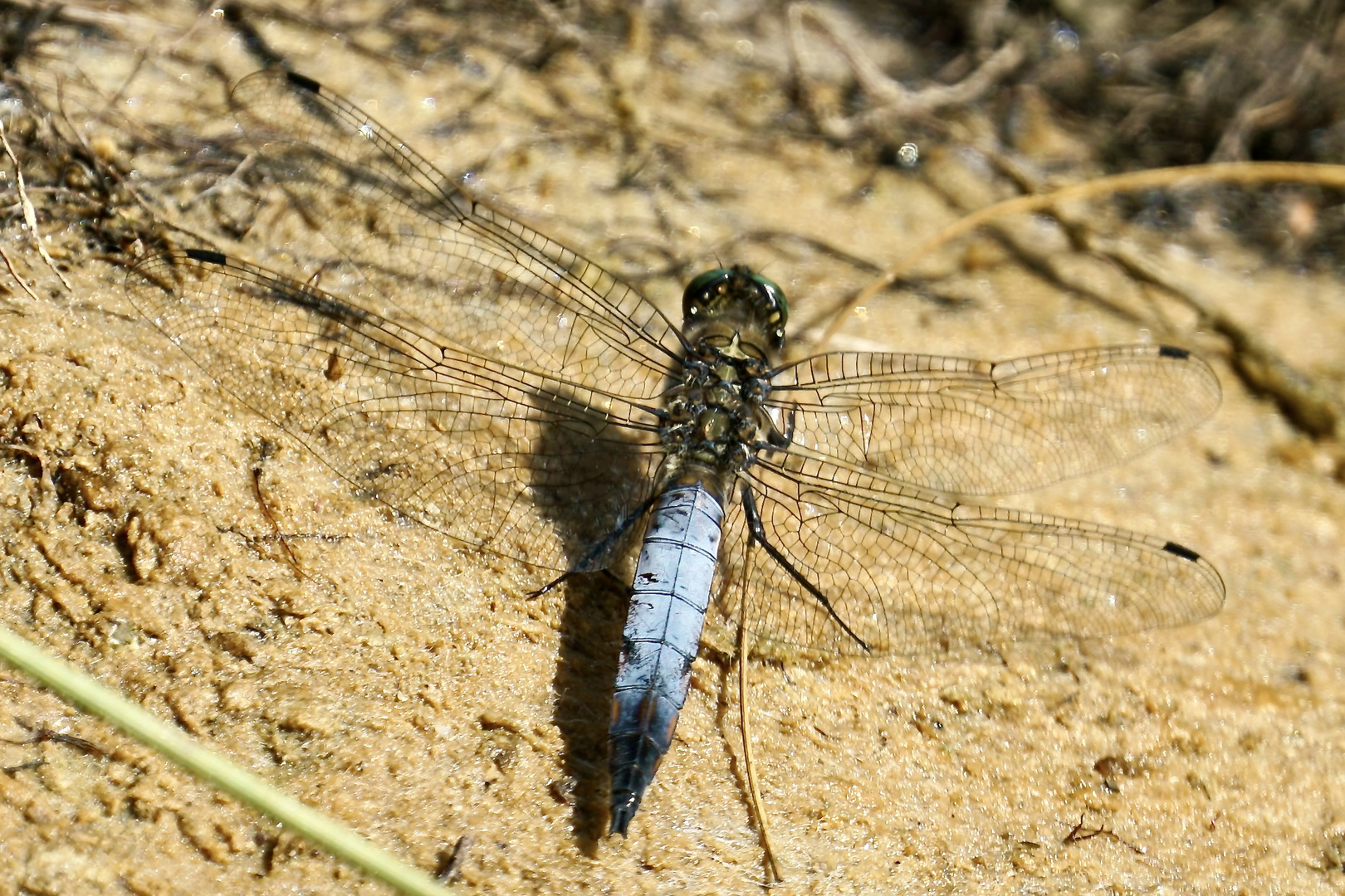 Großer Blaupfeil (Orthetrum cancellatum)