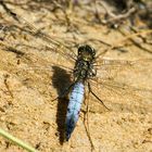 Großer Blaupfeil (Orthetrum cancellatum)