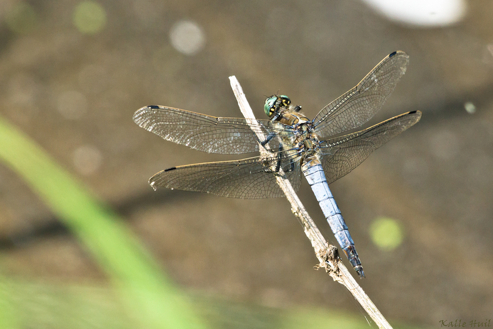 ...Großer Blaupfeil (Orthetrum cancellatum...