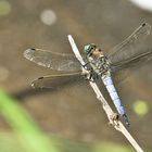 ...Großer Blaupfeil (Orthetrum cancellatum...