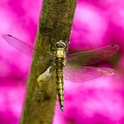 Großer Blaupfeil (Orthetrum cancellatum)