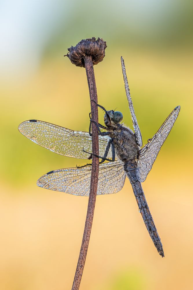 großer Blaupfeil (Orthetrum cancellatum)