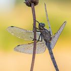 großer Blaupfeil (Orthetrum cancellatum)