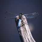 Großer Blaupfeil (Orthetrum cancellatum)