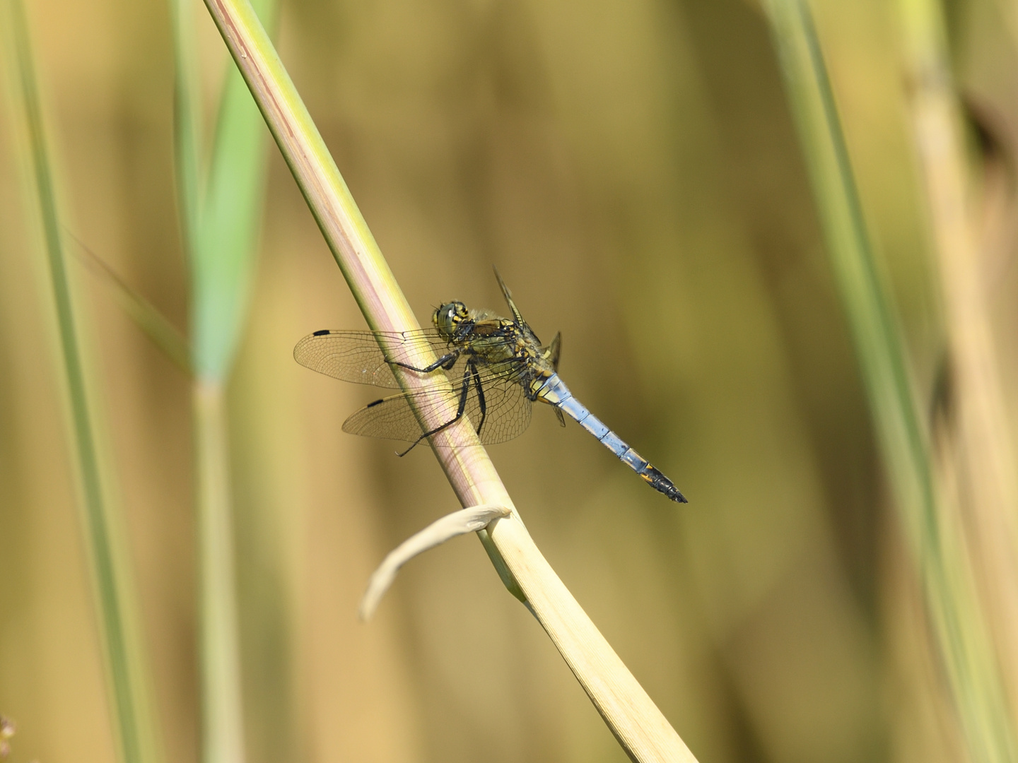 Großer Blaupfeil (Orthetrum cancellatum) 48-2016 GB1_0997-1