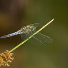 Großer Blaupfeil (Orthetrum cancellatum)