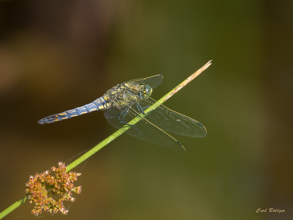 Großer Blaupfeil (Orthetrum cancellatum)