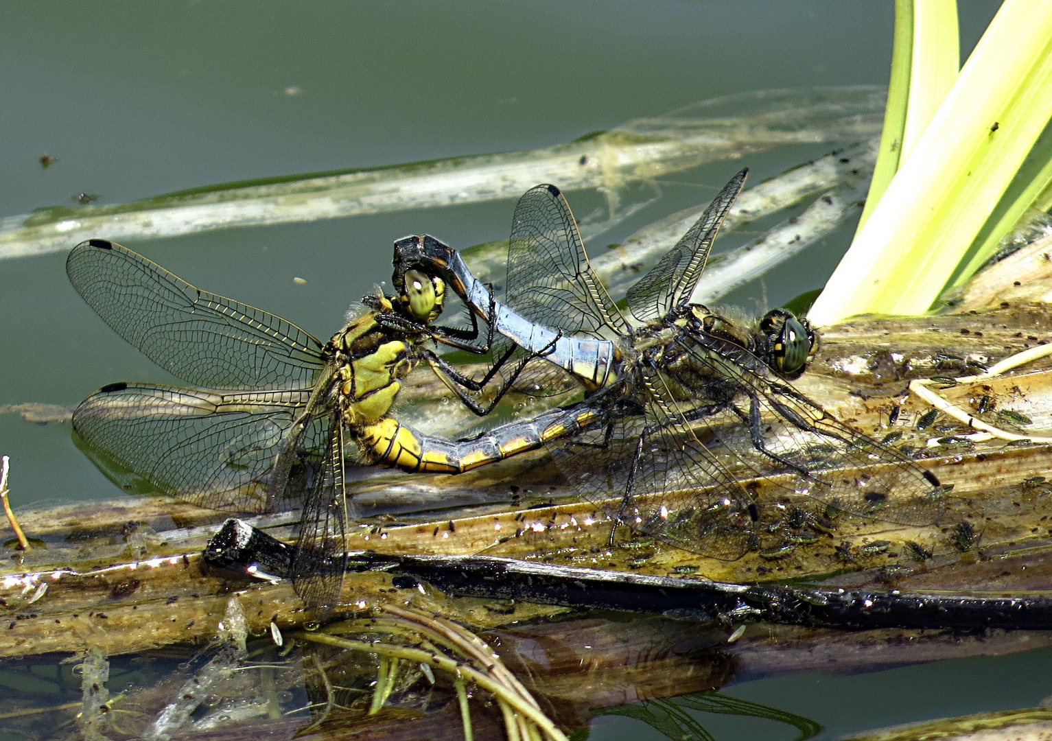 --- Großer Blaupfeil (Orthetrum cancellatum) ---