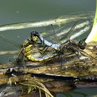 --- Großer Blaupfeil (Orthetrum cancellatum) ---