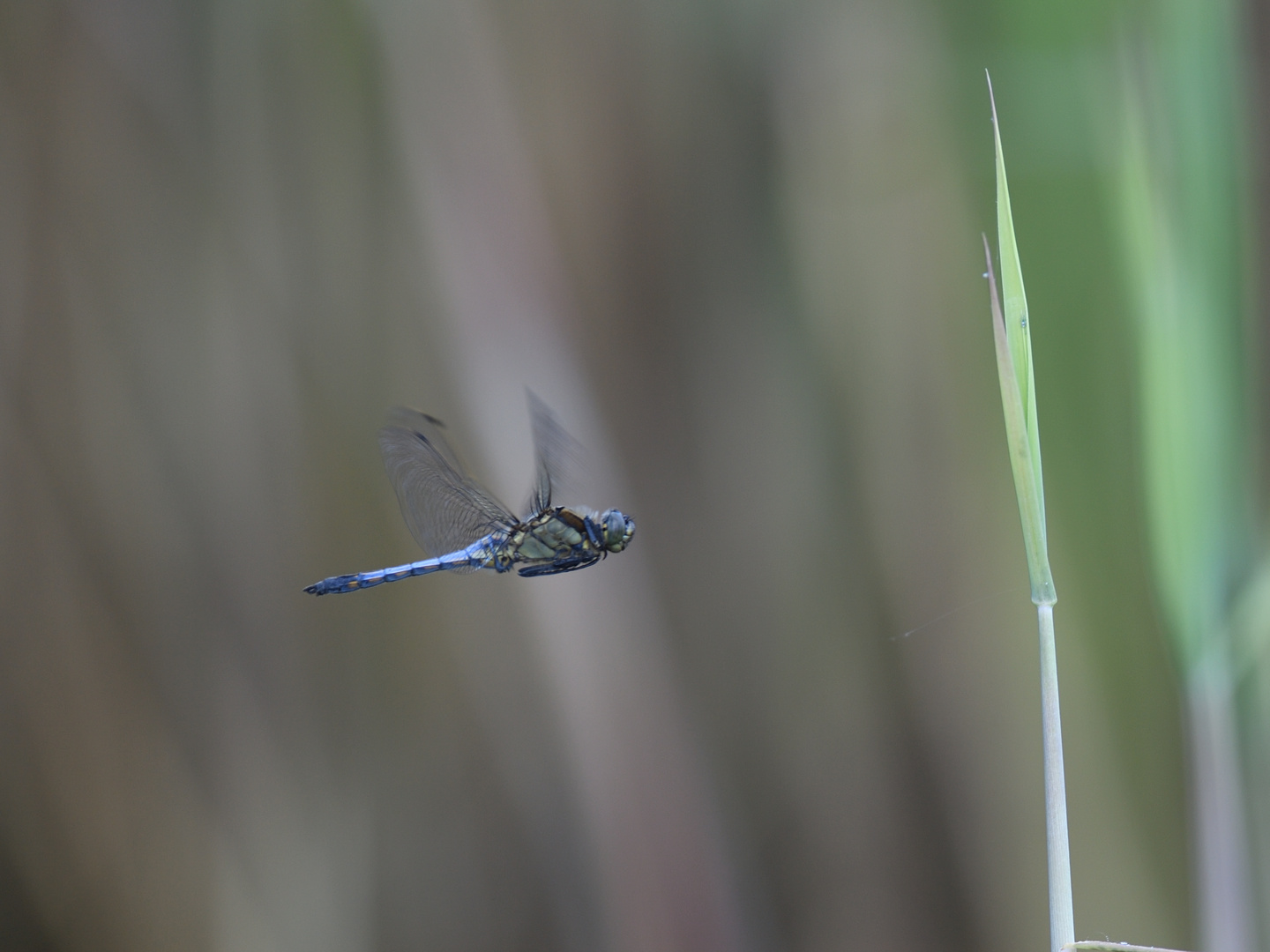 Großer Blaupfeil (Orthetrum cancellatum) 49-2016 GB1_1011-1