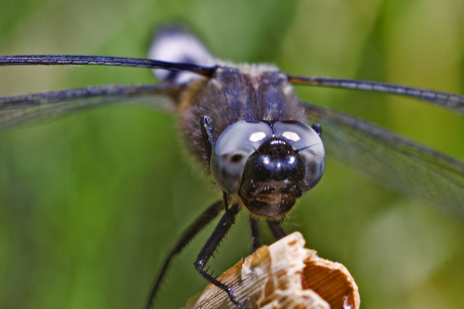 Großer Blaupfeil (Orthetrum cancellatum)