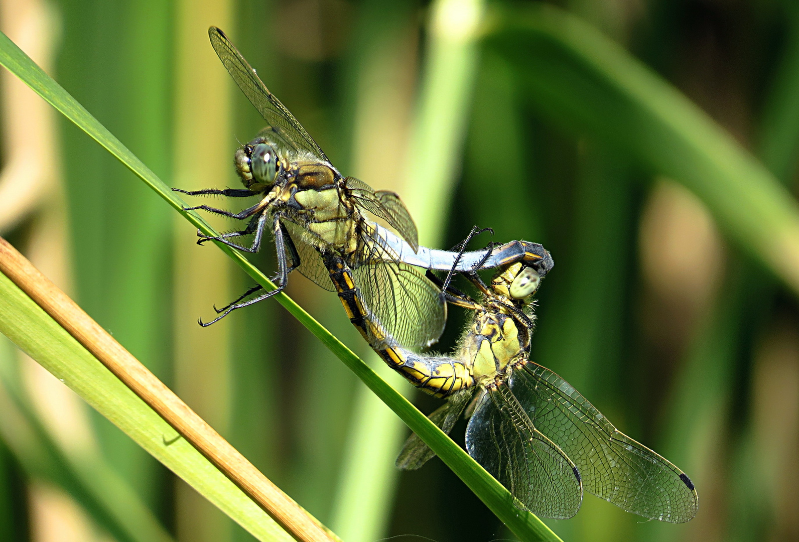 --- Großer Blaupfeil (Orthetrum cancellatum) ---