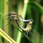 --- Großer Blaupfeil (Orthetrum cancellatum) ---