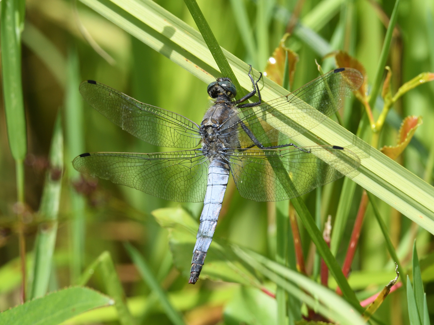 Großer Blaupfeil (Orthetrum cancellatum) 51-2016GB1_1940-1