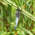 Großer Blaupfeil (Orthetrum cancellatum) 51-2016GB1_1940-1