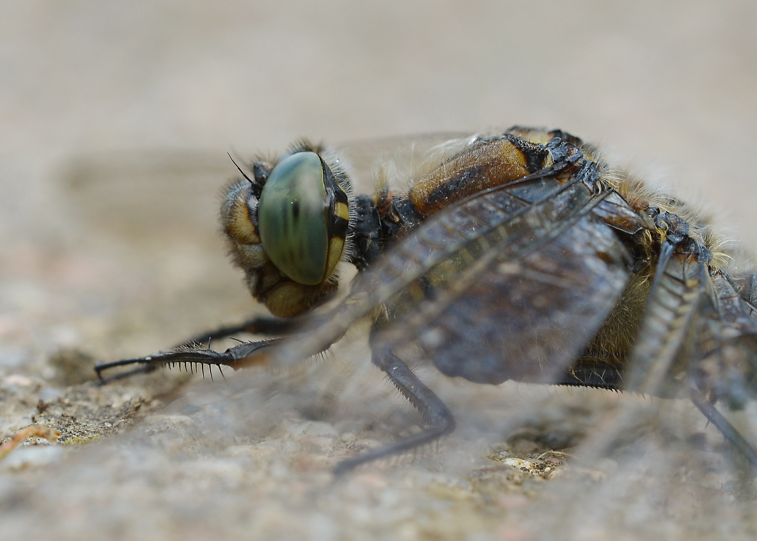 großer blaupfeil (orthetrum cancellatum)