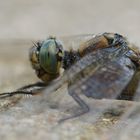 großer blaupfeil (orthetrum cancellatum)