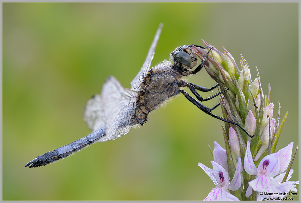 Großer Blaupfeil (Orthetrum cancellatum)