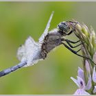 Großer Blaupfeil (Orthetrum cancellatum)