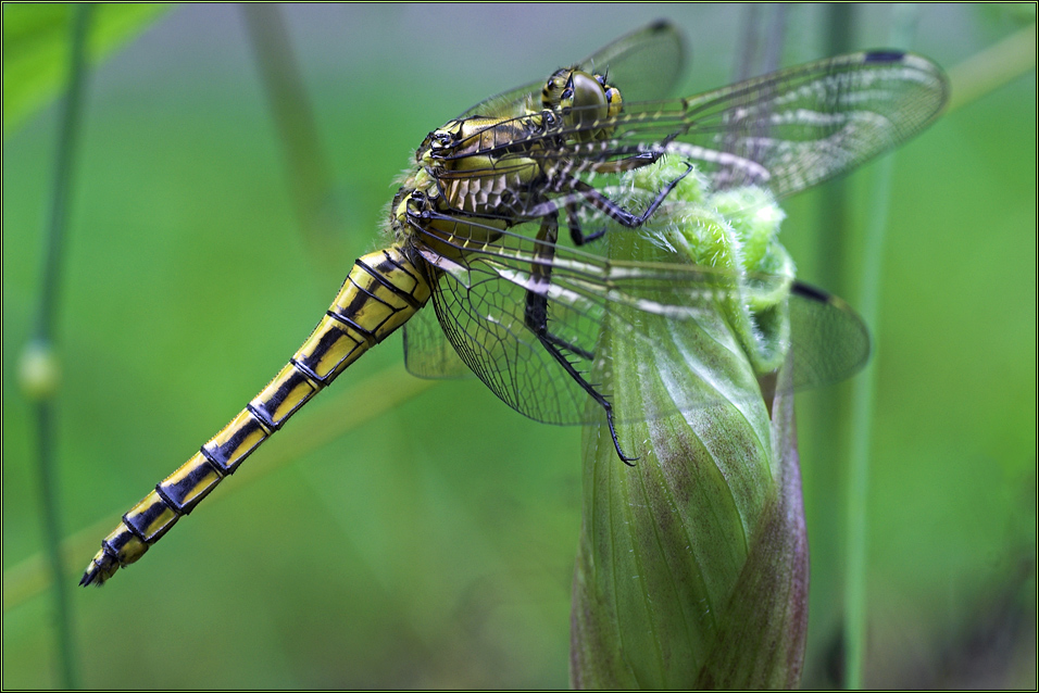 Großer Blaupfeil (Orthetrum cancellatum)