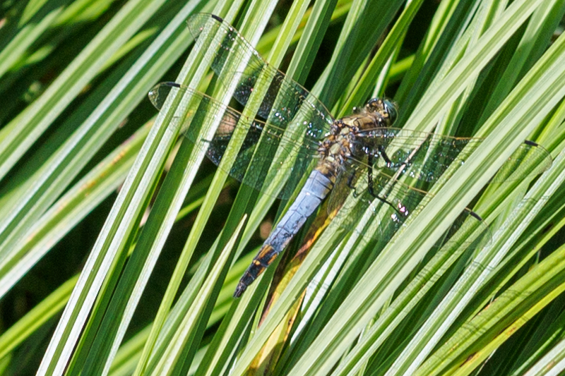 Großer Blaupfeil (Orthetrum cancellatum)