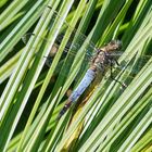 Großer Blaupfeil (Orthetrum cancellatum)