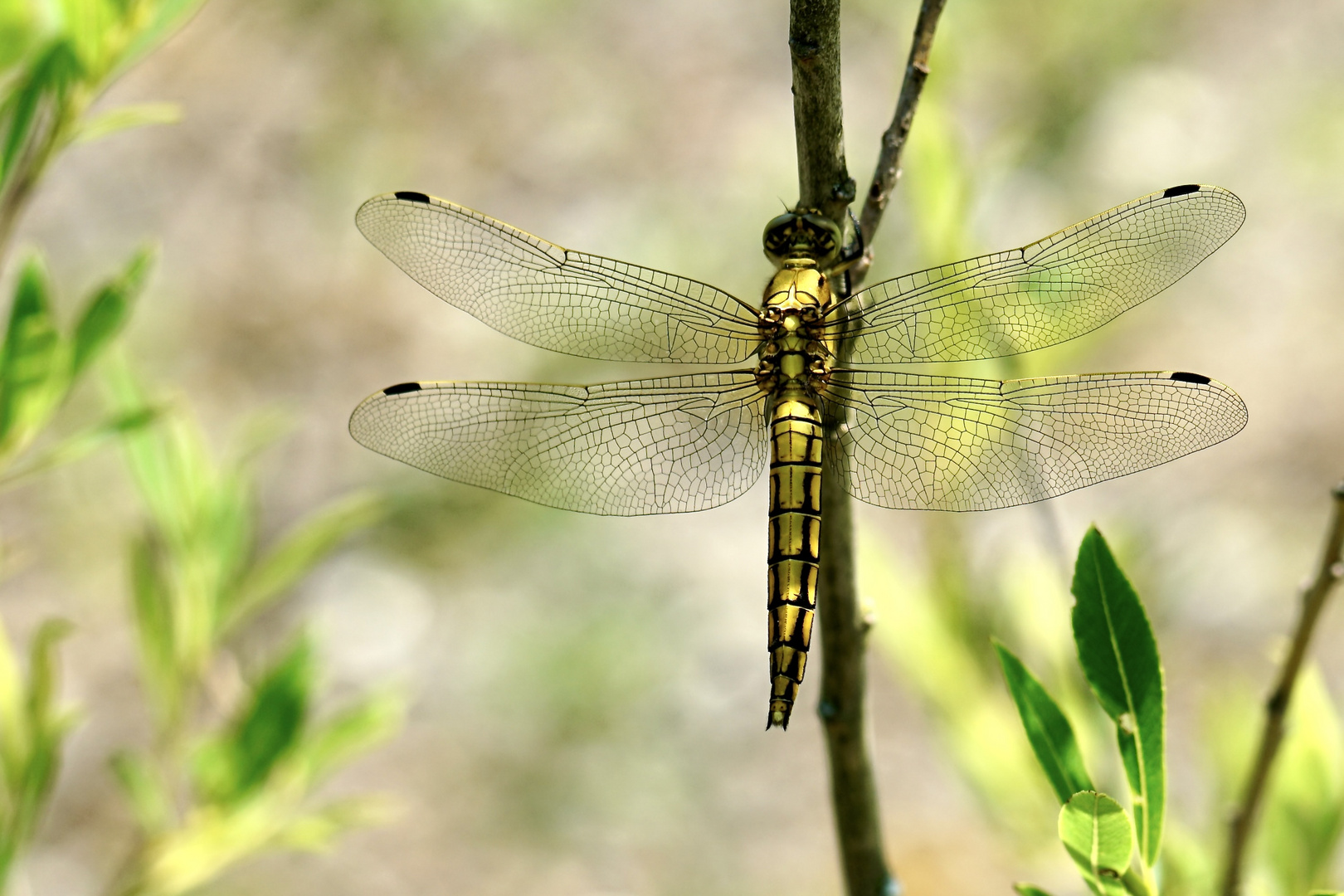 Großer Blaupfeil (Orthetrum cancellatum)