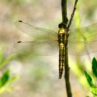 Großer Blaupfeil (Orthetrum cancellatum)