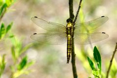 Großer Blaupfeil (Orthetrum cancellatum)