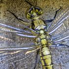 Großer Blaupfeil (Orthetrum cancellatum)