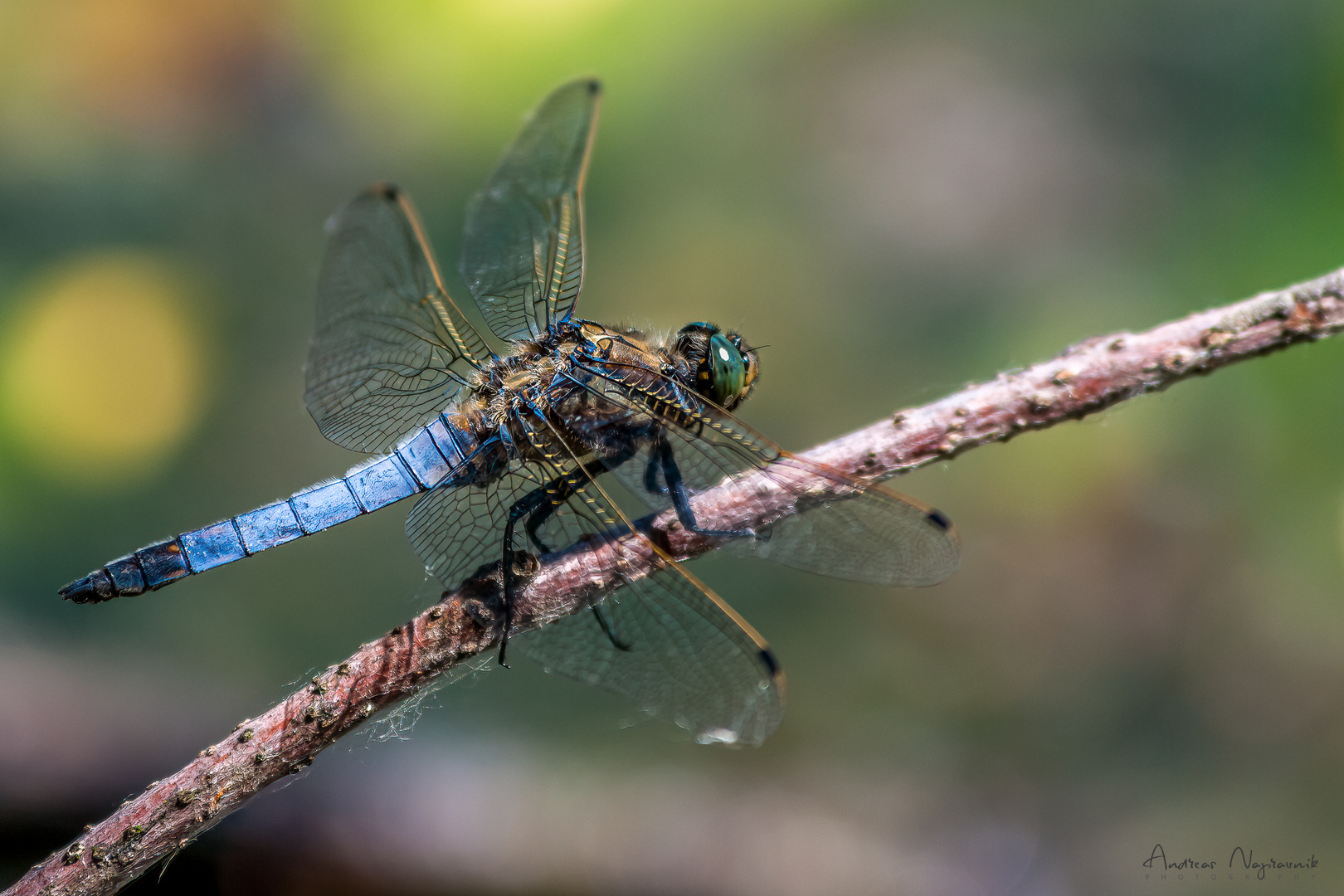  Großer Blaupfeil [Orthetrum cancellatum] 