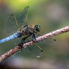  Großer Blaupfeil [Orthetrum cancellatum] 