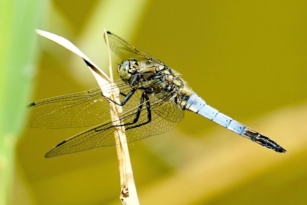 Großer Blaupfeil (Orthetrum cancellatum)