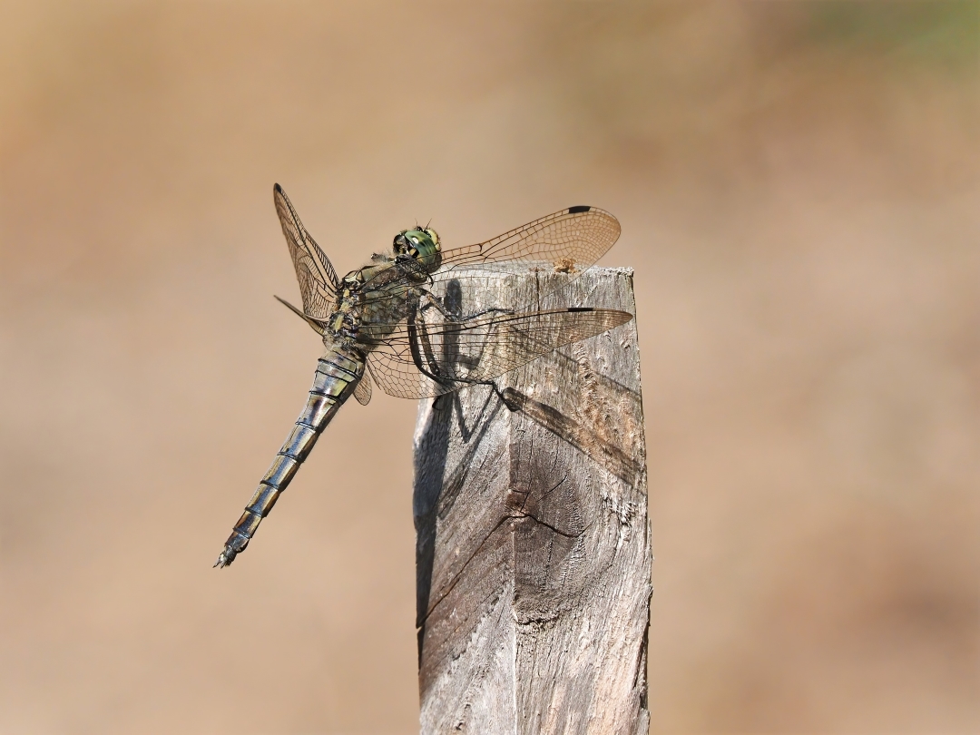 Großer Blaupfeil - Orthetrum cancellatum