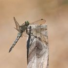 Großer Blaupfeil - Orthetrum cancellatum