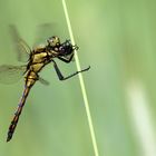 Großer Blaupfeil (Orthetrum cancellatum)