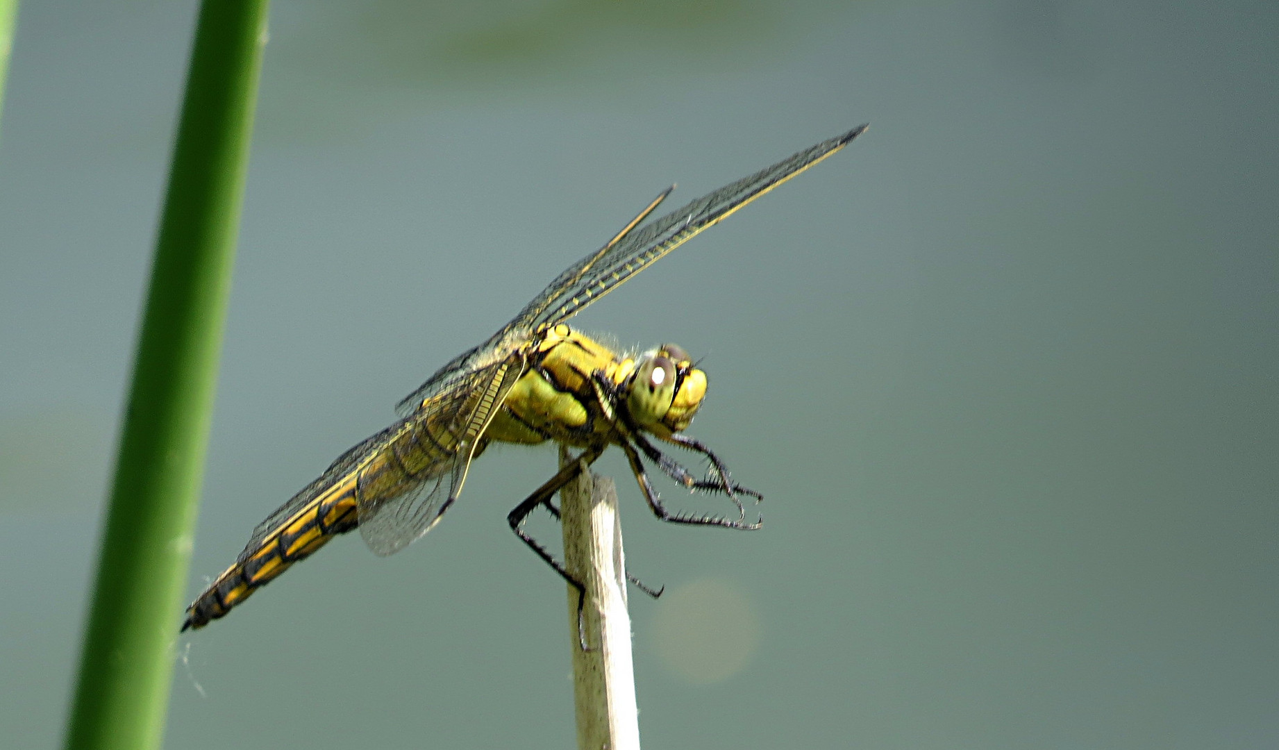 Großer Blaupfeil (Orthetrum cancellatum)